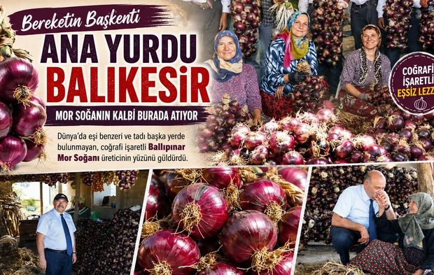 TÜRKİYE'DE TEK ERDEK'TE YETİŞİYOR