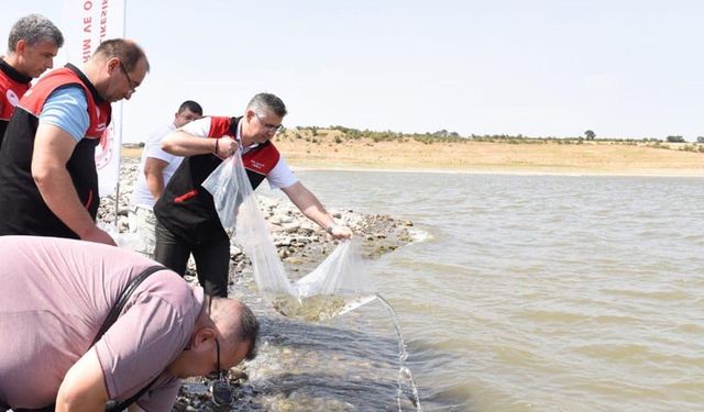 Balıkesir baraj ve göletlerine 1 .3 milyon yavru sazan