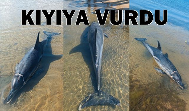 Erdek'te ölü yunus karaya vurdu