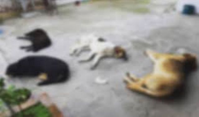 Susurluk'ta Barınak önündeki çöpten köpek ölüsü çıktı