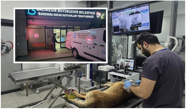 Balıkesir'de yaralı sokak köpeği için seferberlik