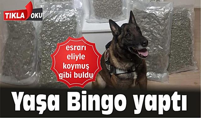 Narkotik köpeği Yaşa eliyle koymuş gibi buldu