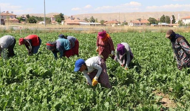 Balıkesir'de mevsimlik tarım işçi ücretleri belli oldu