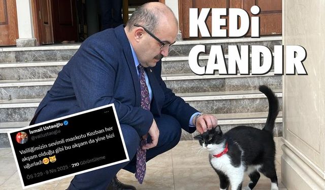 Sokak kedisi "Kezban" Balıkesir Valiliğinin maskotu oldu