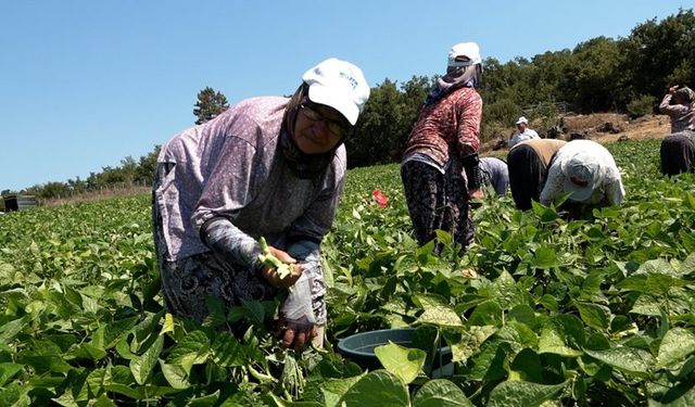 Balıkesir'de üreticilerin yüzünü güldüren hibe