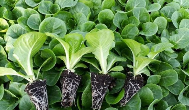 Balıkesirli çiftçilere yüzde 75 hibeli marul fidesi