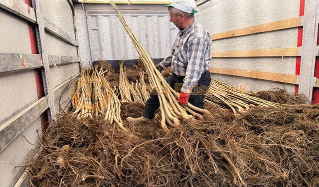 Chandler Ceviz Fidanının Özellikleri