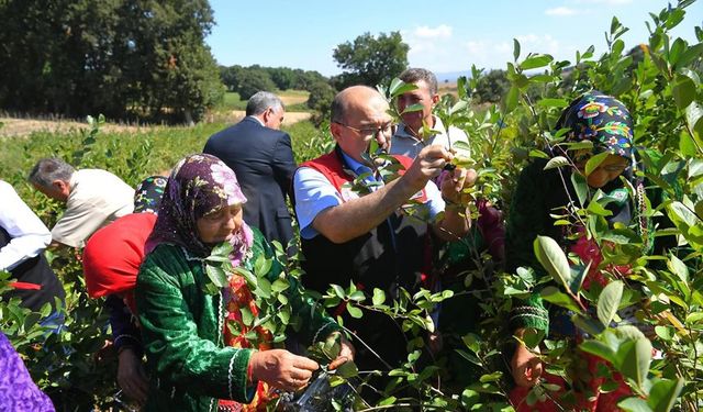 En iyisi Balya Kayalar'da. Hasat başladı. Talep çok!