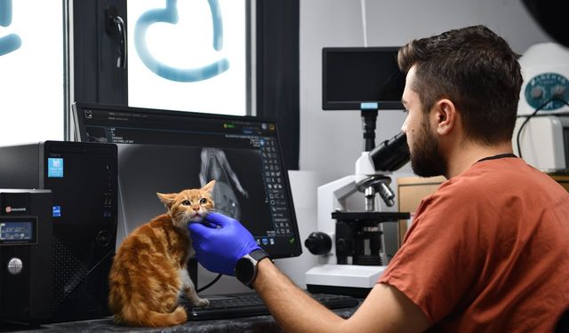 Balıkesir’de can dostlar Büyükşehir eliyle güvende