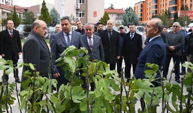 Tarımın Başkenti Balıkesir'de İncir Hamlesi