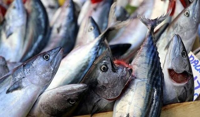 Balık Pazarında alarm! Palamut yerine Tombik satıyorlar