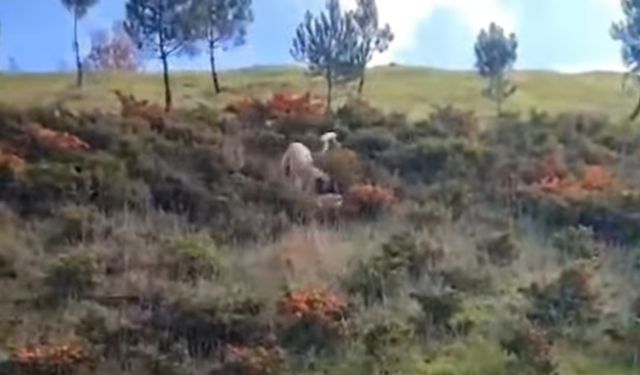 Kangal ile Kurt boğuştu! Nefes kesen anlar kamerada!