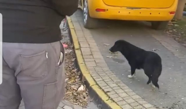 Erdek'te yürekleri ısıtan candost müdahalesi