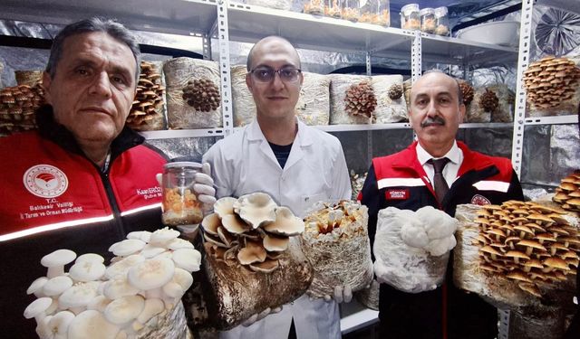 Balıkesir mantar yetiştiriciliğinde yeni bir kapı açtı