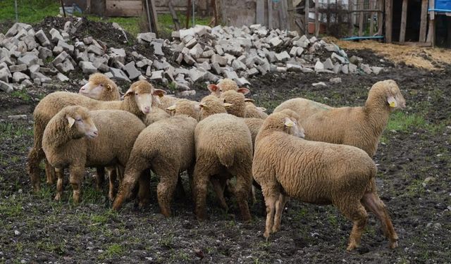 Yücel Yılmaz başlattı, Ahmet Akın devam ettiriyor