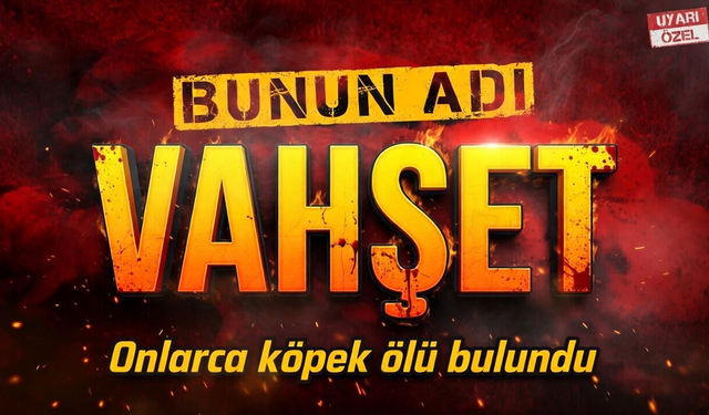 Edremit’te şok görüntü.. 40 köpek ölü bulundu