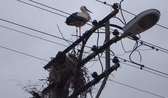 İlgilenilmezse Leylek kalmayacak.. Sındırgı’nın sessiz çığlığı