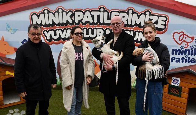 Balıkesir cadde ve sokaklarında sahipsiz köpek kalmadı