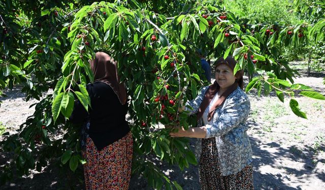 Türkiye'nin en kaliteli kirazı bahçede 35, tezgahta 200 lira