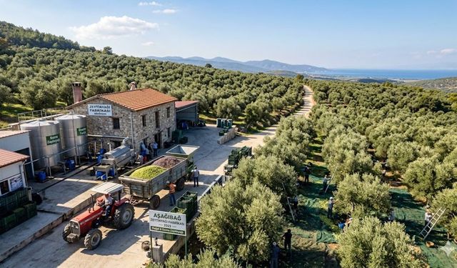 ZEYTİNYAĞI SEKTÖRÜNDE TEKELLEŞME ALARMI