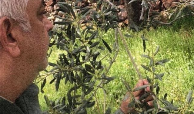 Zeytin üreticisinden kara haber: Ürün bu yıl dalında kalır!