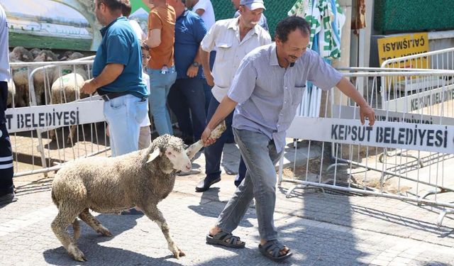 Kepsut'ta son 5 yılda üreticiye 1.192 Damızlık Koç hibesi