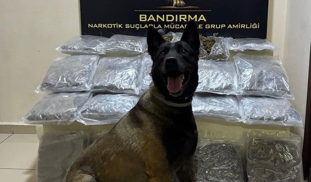 Zehir tacirlerinin oyununu Narkotik Köpeği Dark bozdu