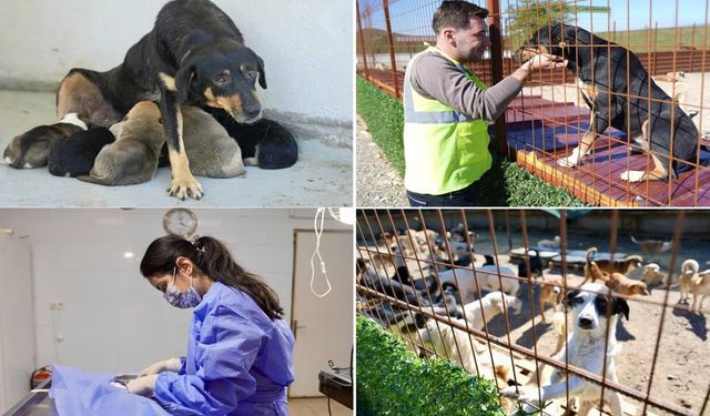 Burhaniye Belediyesi, can dostların sıcak yuva umudu oluyor