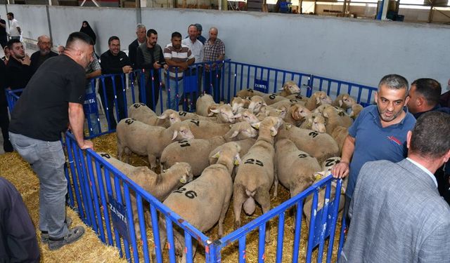 Susurluk’ta Üreticilere 47 Damızlık Koç Hibe Edildi!