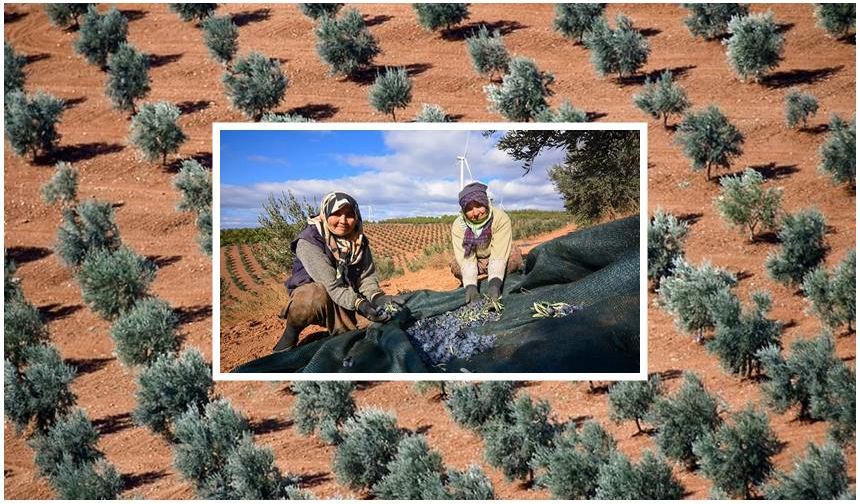 Çam yerine zeytin dikildi, köylüye gelir oldu