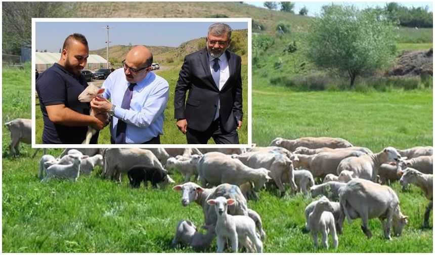 Balıkesir Kuzuları Vefalı Yurt Kepsut'ta yetişiyor