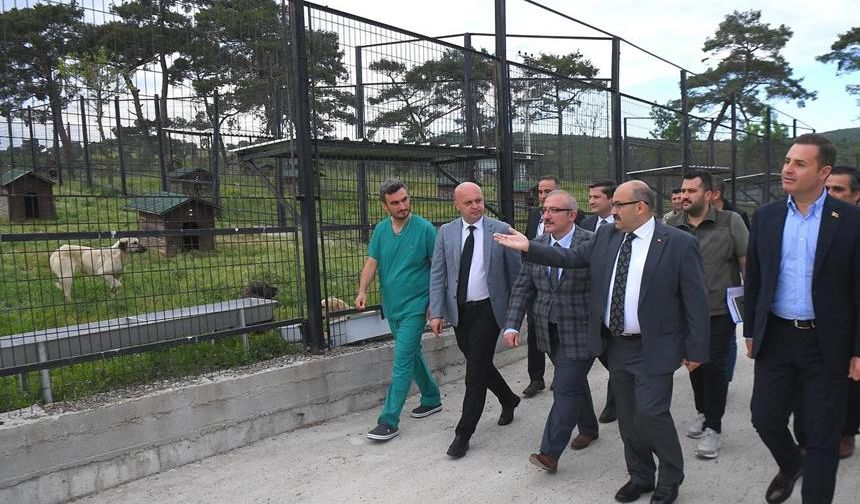 Vali Ustaoğlu, Hayvan Barınağında inceleme yaptı