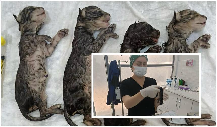 Balıkesir'de nefes kesen hamile kedi operasyonu
