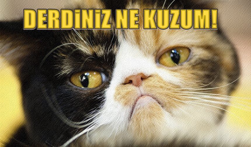 KEDİ TÜYÜ KANSER YAPAR DİYEN OKUSUN