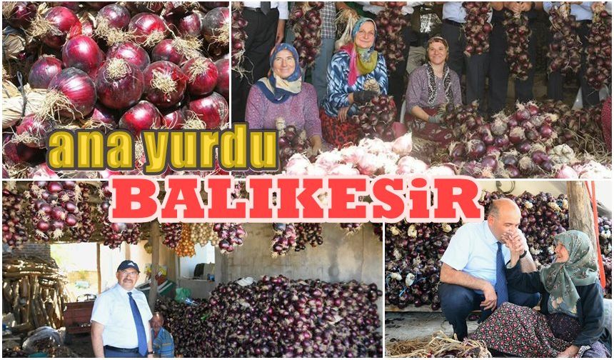 TÜRKİYE'DE TEK ERDEK'TE YETİŞİYOR