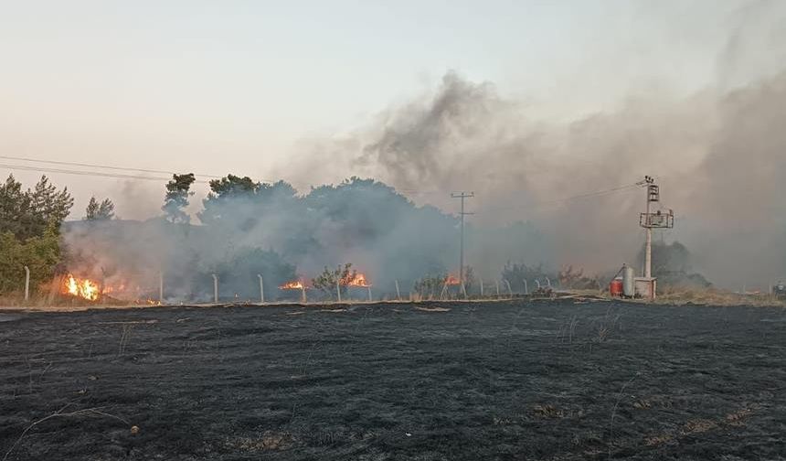Balıkesir'de orman yangını: 2 kişi tutuklandı