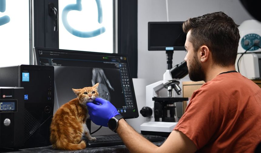 Balıkesir’de can dostlar Büyükşehir eliyle güvende