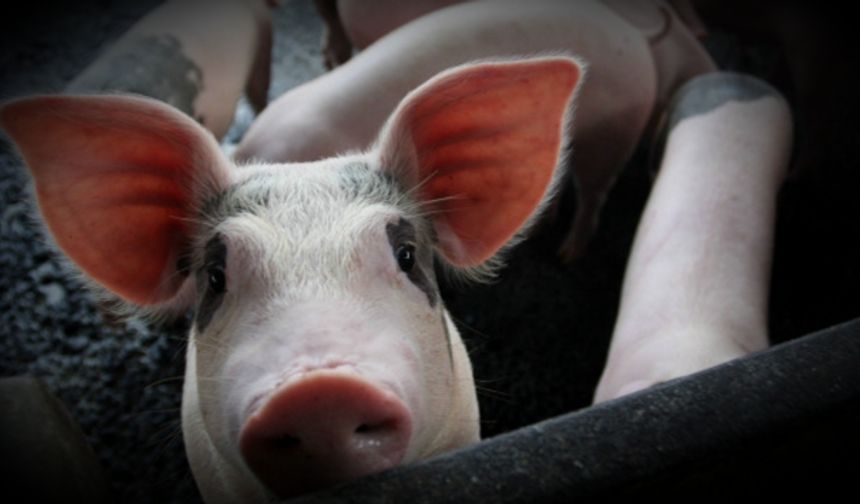 SAĞLIK SADECE TEDAVİDEN İBARET DEĞİLDİR!