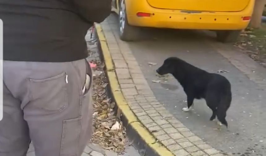 Erdek'te yürekleri ısıtan candost müdahalesi