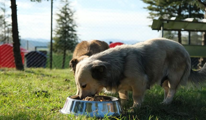 Altıeylül Hayvan Barınağı tüm birimleriyle hizmete açıldı