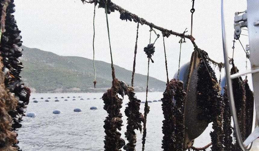 Balıkesir'den Türkiye'ye midye bereketi devam ediyor!