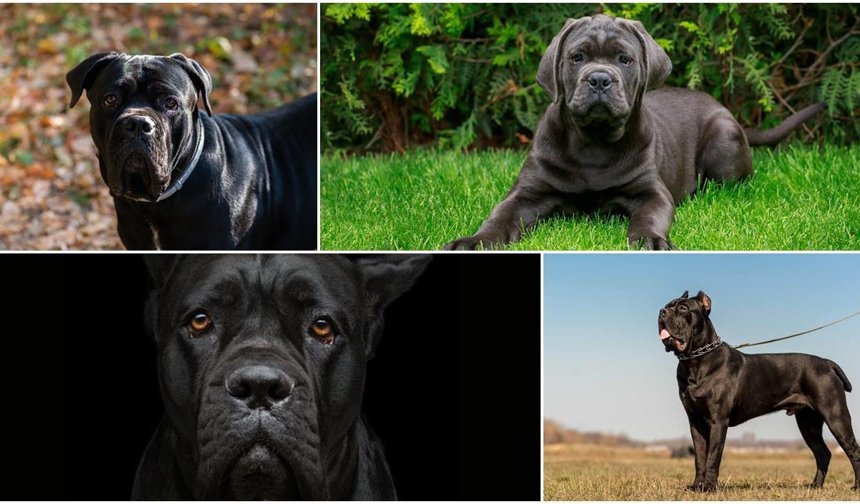 Cane Corso: Asil Bir Koruyucu Sahiplenmeden Önce Bilmeniz Gerekenler