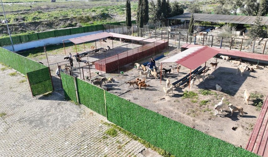 Burhaniye'de sokak hayvanları için 5 yıldızlı tesis