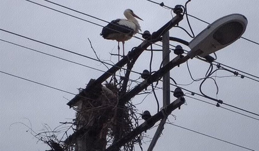 İlgilenilmezse Leylek kalmayacak.. Sındırgı’nın sessiz çığlığı