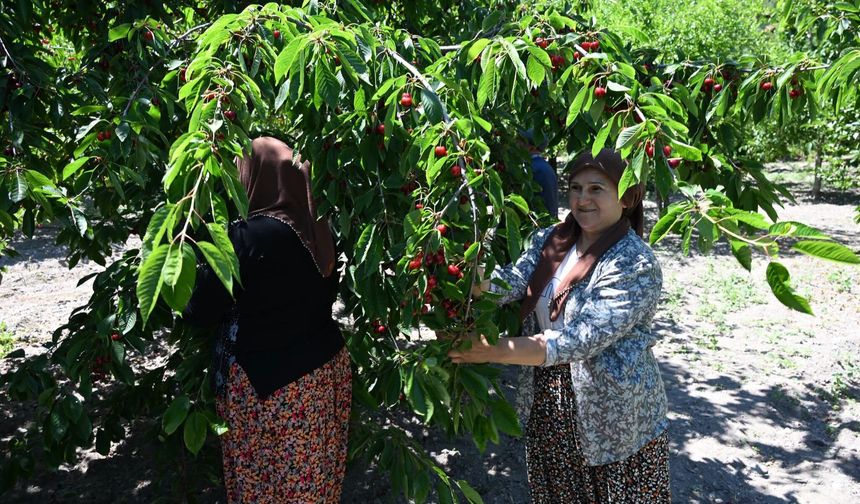 Türkiye'nin en kaliteli kirazı bahçede 35, tezgahta 200 lira