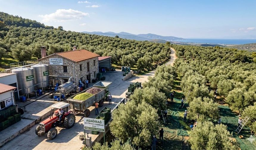 ZEYTİNYAĞI SEKTÖRÜNDE TEKELLEŞME ALARMI