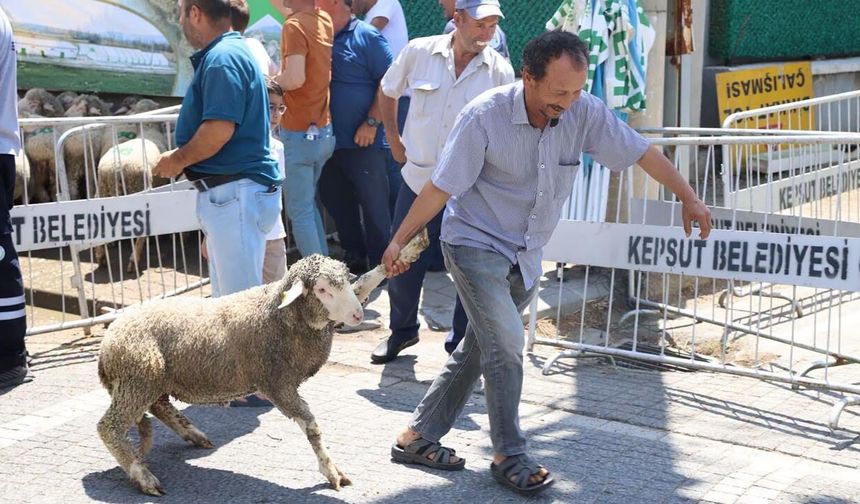 Kepsut'ta son 5 yılda üreticiye 1.192 Damızlık Koç hibesi