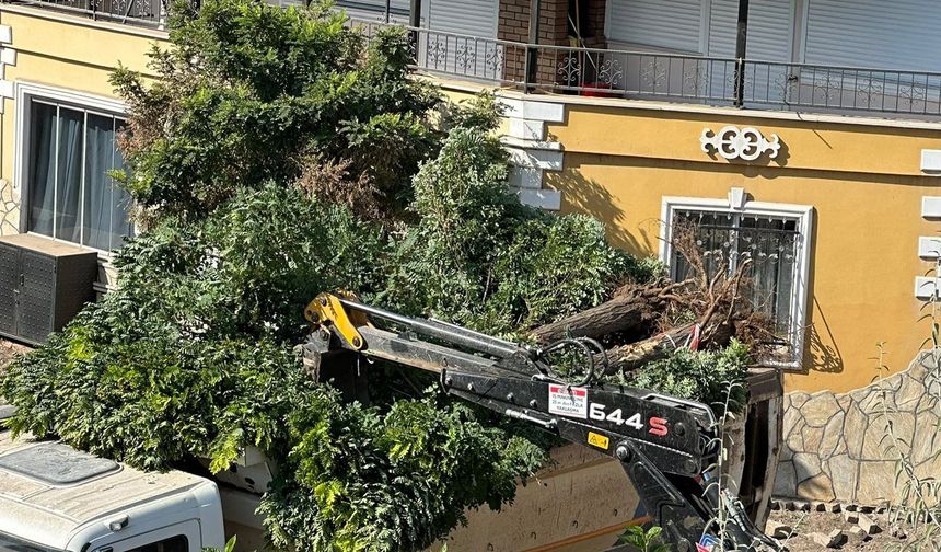 Sındırgı’da ağaç katliamı.. 15 yıllık Akasyalar kesildi